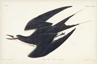 Pl 235 Sooty Tern Fine Art Print
