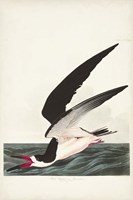 Pl 323 Black Skimmer or Shearwater Fine Art Print