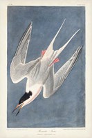 Pl 240 Roseate Tern Fine Art Print