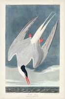 Pl 250 Artic Tern Fine Art Print