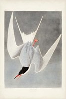 Pl 309 Great Tern Fine Art Print
