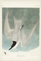 Pl 410 Marsh Tern Fine Art Print
