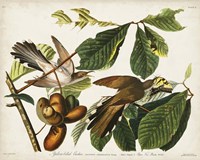 Pl 2 Yellow-billed Cuckoo Fine Art Print