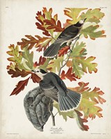 Pl 107 Canada Jay Fine Art Print