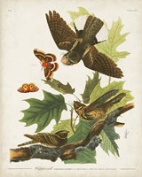 Pl 82 Whip-poor Will Fine Art Print