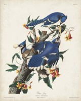 Pl 102 Blue Jay Fine Art Print