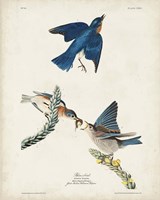 Pl 113 Blue Bird Fine Art Print