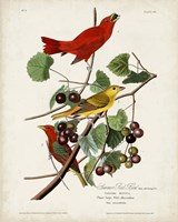 Pl 44 Summer Red Bird Fine Art Print