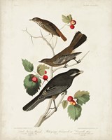Pl 419 Little Tawny Thrush Fine Art Print