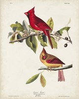 Pl 158 Cardinal Grosbeak Fine Art Print