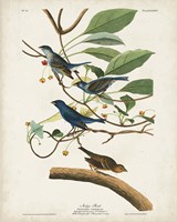 Pl 74 Indigo Bird Fine Art Print