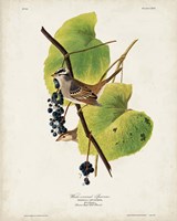 Pl 114 White-crowned Sparrow Framed Print