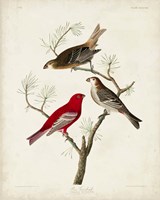 Pl 358 Pine Grosbeak Fine Art Print