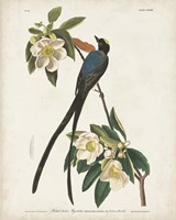 Pl 168 Fork-tailed Flycatcher Fine Art Print