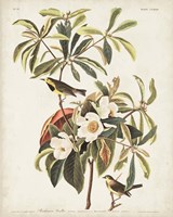 Pl 185 Bachman's Warbler Fine Art Print