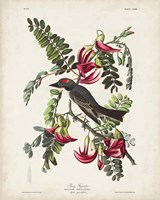 Pl 170 Pipiry Flycatcher Fine Art Print