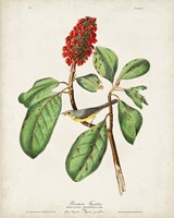 Pl 5 Bonaparte's Flycatcher Fine Art Print