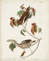 Pl 73 Wood Thrush Fine Art Print