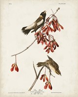 Pl 54 Rice Bird Fine Art Print