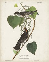 Pl 79 Tyrant Flycatcher Fine Art Print