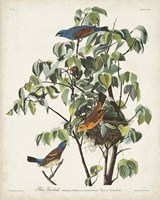 Pl 122 Blue Grosbeak Fine Art Print