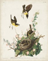 Pl 137 Yellow-breasted Chat Fine Art Print