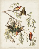Pl 197 American Crossbill Fine Art Print