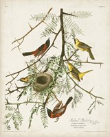 Pl 42 Orchard Oriole Fine Art Print
