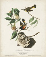 Pl 40 American Redstart Fine Art Print