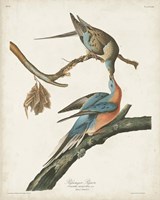 Pl 62 Passenger Pigeon Fine Art Print