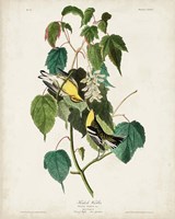 Pl 134 Hemlock Warbler Fine Art Print