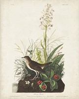 Pl 164 Tawny Thrush Fine Art Print