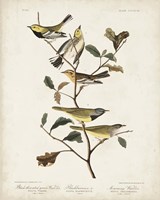 Pl 399 Black-throated Green Warbler Fine Art Print