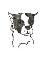 The Dog V Fine Art Print