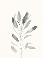 Delicate Sage Botanical II Fine Art Print