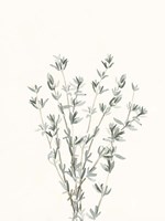 Delicate Sage Botanical III Fine Art Print