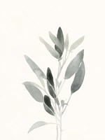 Delicate Sage Botanical IV Fine Art Print