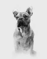 Pug Portrait I Fine Art Print