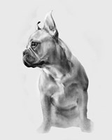 Pug Portrait II Fine Art Print