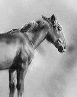 Charcoal Equine Portrait I Framed Print