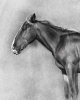 Charcoal Equine Portrait II Fine Art Print