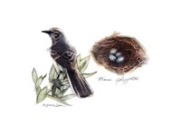 Bird & Nest Study I Fine Art Print