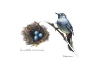 Bird & Nest Study II Fine Art Print