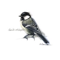 Songbird Study II Fine Art Print