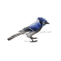 Songbird Study III Fine Art Print