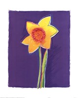 16" x 20" Daffodil Pictures