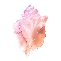 Sunset Conch I Fine Art Print