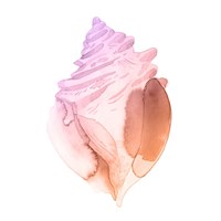 Sunset Conch II Fine Art Print