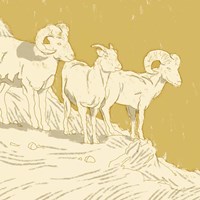 Big Horn I Fine Art Print