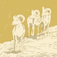 Big Horn II Fine Art Print